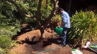 The Garden Gurus  Transplanting Frangipani [upl. by Adym]