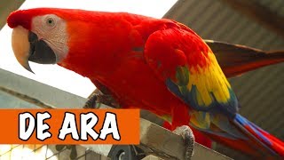 Wat Een Mooie Vogel De Ara  DierenpraatTV [upl. by Karine]