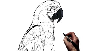 How To Draw A Parrot  Step By Step [upl. by Imij]