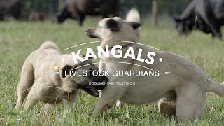 ALL ABOUT THE KANGAL DOG THE FINEST GUARDIAN DOG [upl. by Nylirem]