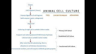 Animal Cell Culture [upl. by Sachsse46]