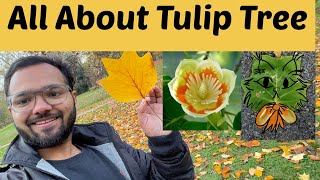 Tulip tree  Liriodendron tulipifera  How to take care of Tulip tree  Flowering season of Tulip [upl. by Mun]