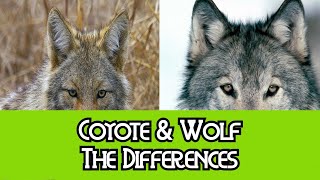 Coyote amp Wolf  The Differences [upl. by Sigmund]