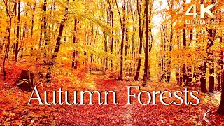 Enchanting Autumn Forests with Beautiful Piano Music  4K Autumn Ambience amp Fall Foliage [upl. by Avehstab]