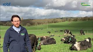 Breeding maiden heifers on out farm [upl. by Liartnod]