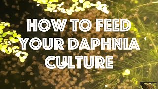 How To Feed Your Daphnia Culture [upl. by Silvain860]