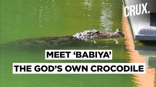 Kerala Temple That Houses A ‘Divine Crocodile’ Called Babiya  CRUX [upl. by Papst511]