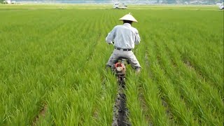 Success Of Rice Farming Japan  Planting amp Harvesting [upl. by Ferriter]