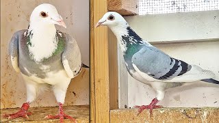 8 NEW PIGEONS  VDB X [upl. by Lait32]