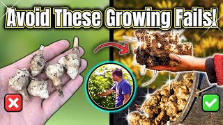 Stop Making These Jerusalem Artichoke Growing Mistakes [upl. by Alaine598]