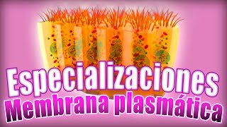 TEJIDO EPITELIAL clasificación Especializaciones de la membrana microvellosidades  Histología [upl. by Glanville233]