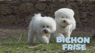 Bichon Frise Dog Breed 101 [upl. by Powder814]