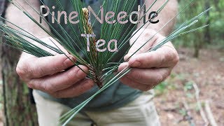 Pine Needle Tea A StepbyStep Guide [upl. by Carolann]