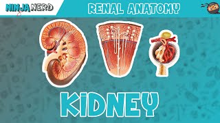 Renal  Kidney Anatomy Model [upl. by Nnylirret163]