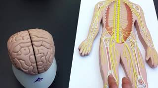 Peripheral Nervous System PNS lab models [upl. by Laing938]