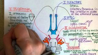 Cranial Nerves Part 1 [upl. by Locklin]