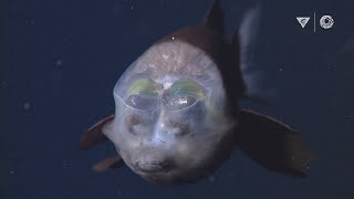 MBARIs Top 10 deepsea animals [upl. by Cyndia678]