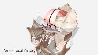 Anterior Cerebral Artery  Anatomy Branches amp Relations [upl. by Aynom]