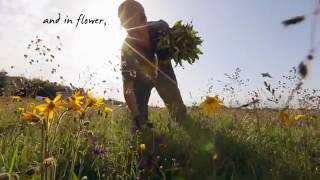 Arnica Harvesting [upl. by Nemaj]