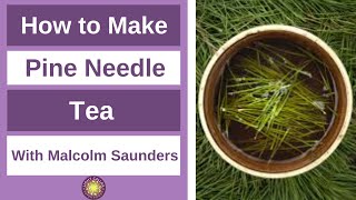 How to Make Pine Needle Tea  plus other questions answered [upl. by Hannahc941]