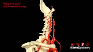 Arteries of the neck [upl. by Jessee]