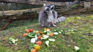 Tierparks im Oldenburger Land starten in neue Saison [upl. by Yuzik946]