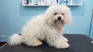 Grooming A Matted Bichon With Very Bad Ear Condition [upl. by Nawuq767]