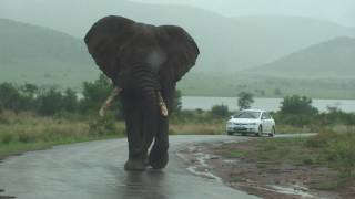 Big Big Big Elephant Walks By Our Car on Safari [upl. by Namdor]