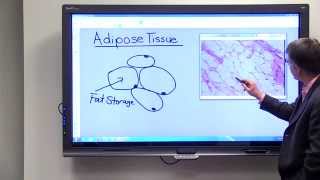 Adipose Tissue [upl. by Aihsakal]