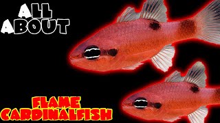 All About The Flame Cardinalfish [upl. by Kinemod623]