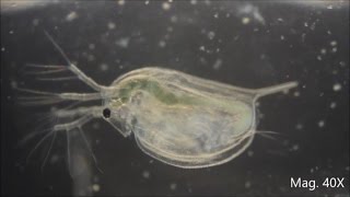 Daphnia magna under the Microscope [upl. by Essyla]