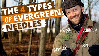 Identify Trees by the Needles Pine Spruce Juniper and more [upl. by Catlin]