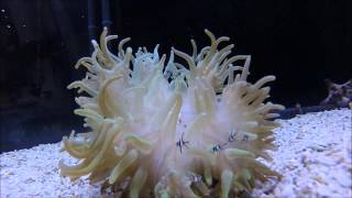 Juvenile Banggai cardinalfish at Adventure Aquarium [upl. by Owen87]