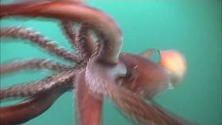 The Fierce Humboldt Squid  KQED QUEST [upl. by Notlit]