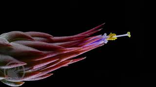 Tillandsia ionantha flowering time lapse [upl. by Annav]