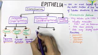 EPITHELIUM  Classification  Basic Histology [upl. by Nnayar873]