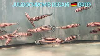 Julidochromis regani 🇩🇪 bred [upl. by Sair]