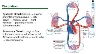 Histology Lecture Circulatory System [upl. by Noelyn]