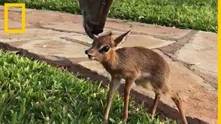 Estos antílopes de especies distintas se han hecho amigos  National Geographic en Español [upl. by Dehnel]