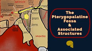 The Pterygopalatine Fossa [upl. by Ycniuq]