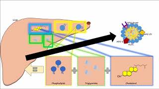 Lipid amp Lipoprotein Processing Part 2  Chylomicron Metabolism [upl. by Odele521]