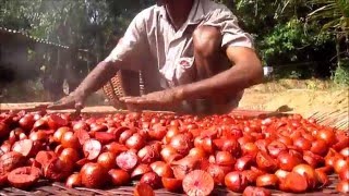 Arecanut Harvesting and Processing [upl. by Barnebas663]