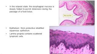 Upper gastrointestinal histology [upl. by Notwen]