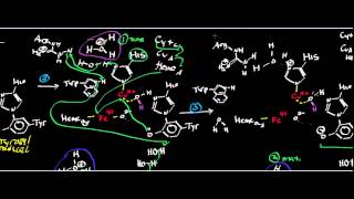 Biochemistry  Mammalian Cytochrome c Oxidase Mechanism [upl. by Georgianna]