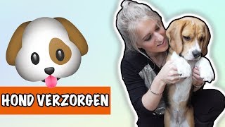 Hoe verzorg je jouw hond  DierenpraatTV [upl. by Swithbart]