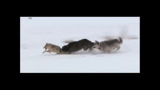 Wolves vs coyote HD [upl. by Arney]