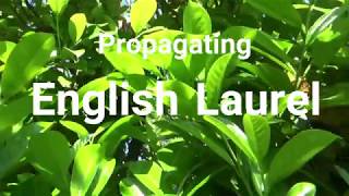 Propagating English Laurel  Growing From Cuttings [upl. by Etta]