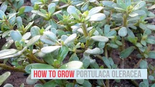 Portulaca oleracea Growing Guide Common Purslane by GardenersHQ [upl. by Narhet]