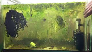 Scuds Daphnia Cherry Shrimp Copepods My aquatic food culture [upl. by Aicenad]