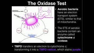 Microbiology Oxidase Test [upl. by Meras960]